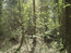 заповедный лес